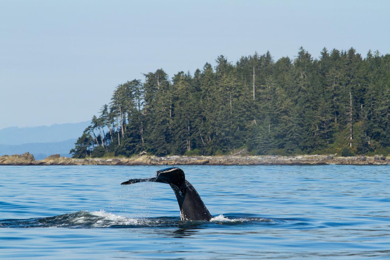 Tofino Resort + Marina Eksteriør billede