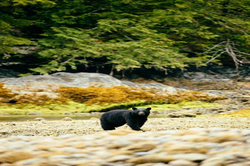 Tofino Resort + Marina Eksteriør billede